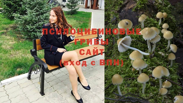 стаф Аркадак